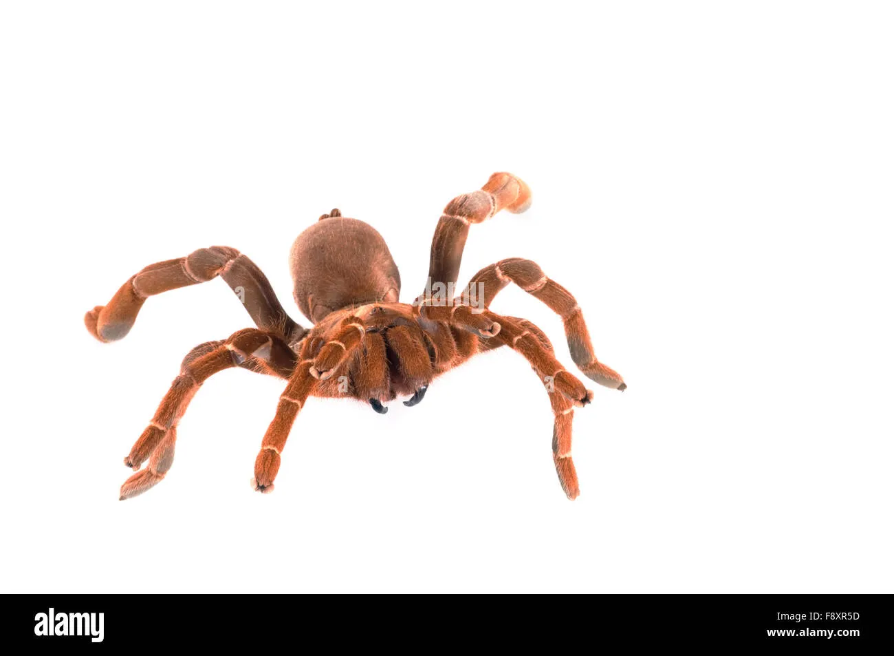 /img/19794-measuring-tarantula.webp