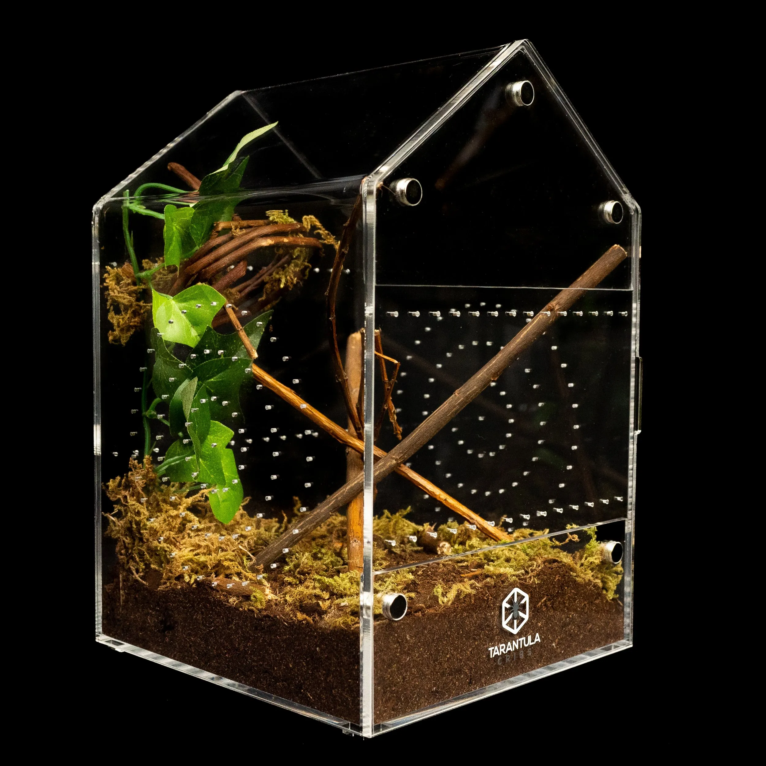 19796 tarantula close up