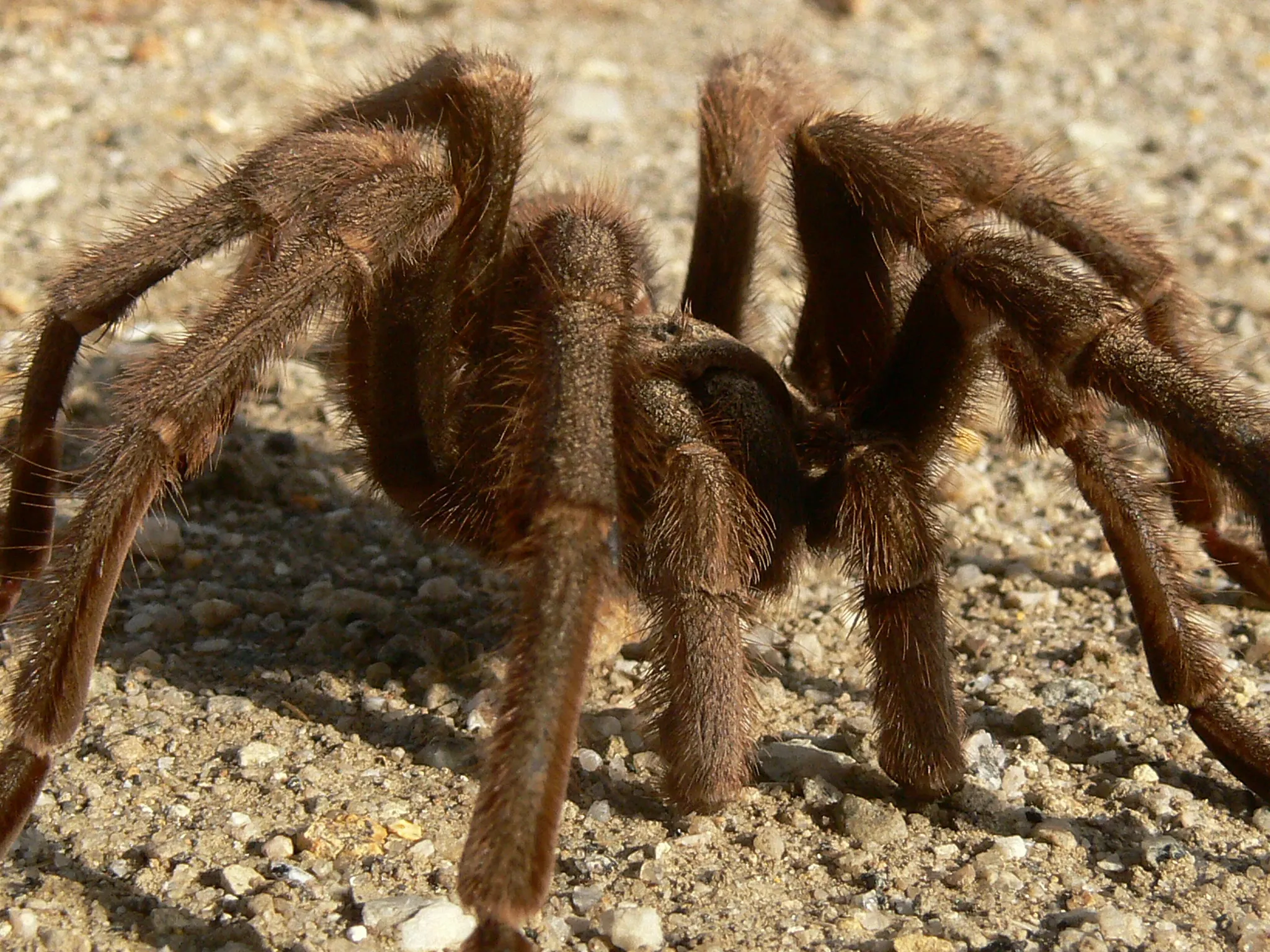 19796 tarantula eating