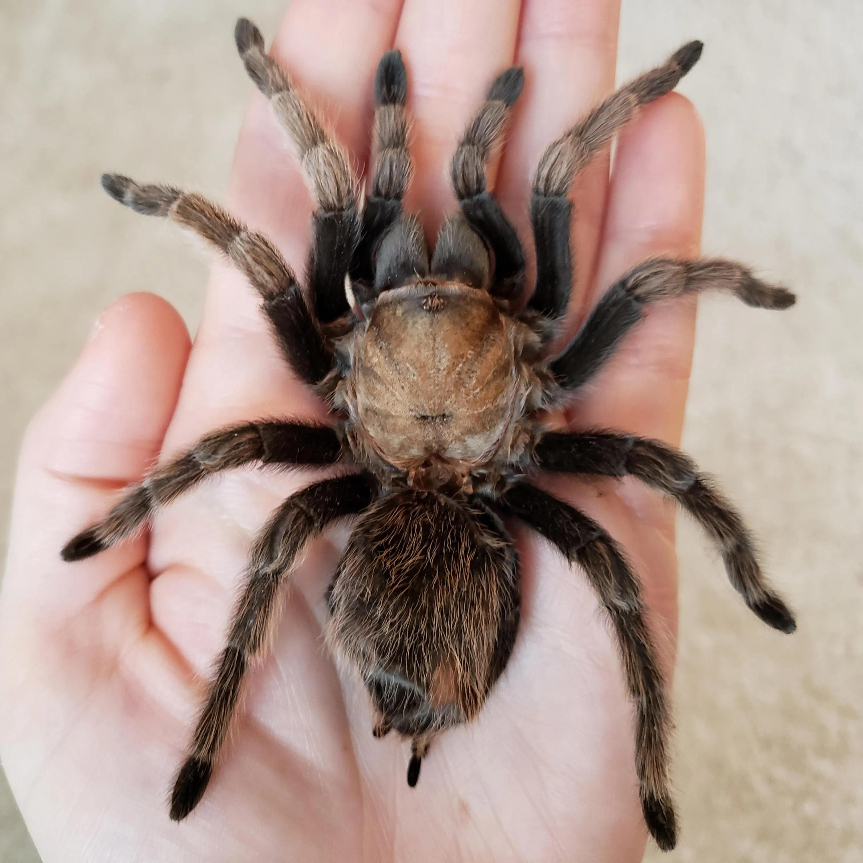 /img/19796-tarantula-enclosure.webp