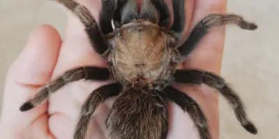 /img/19796-tarantula-enclosure.webp