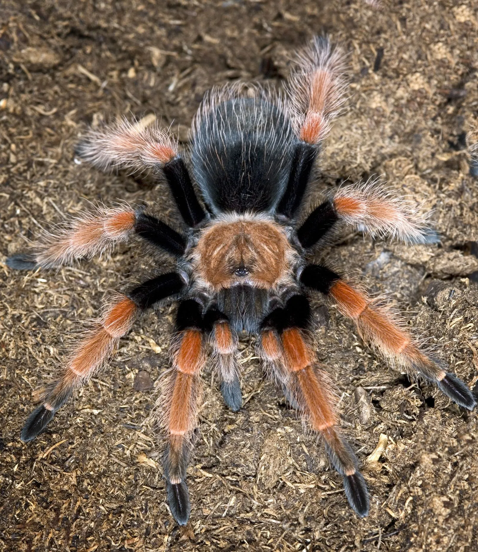 19796 tarantula mating