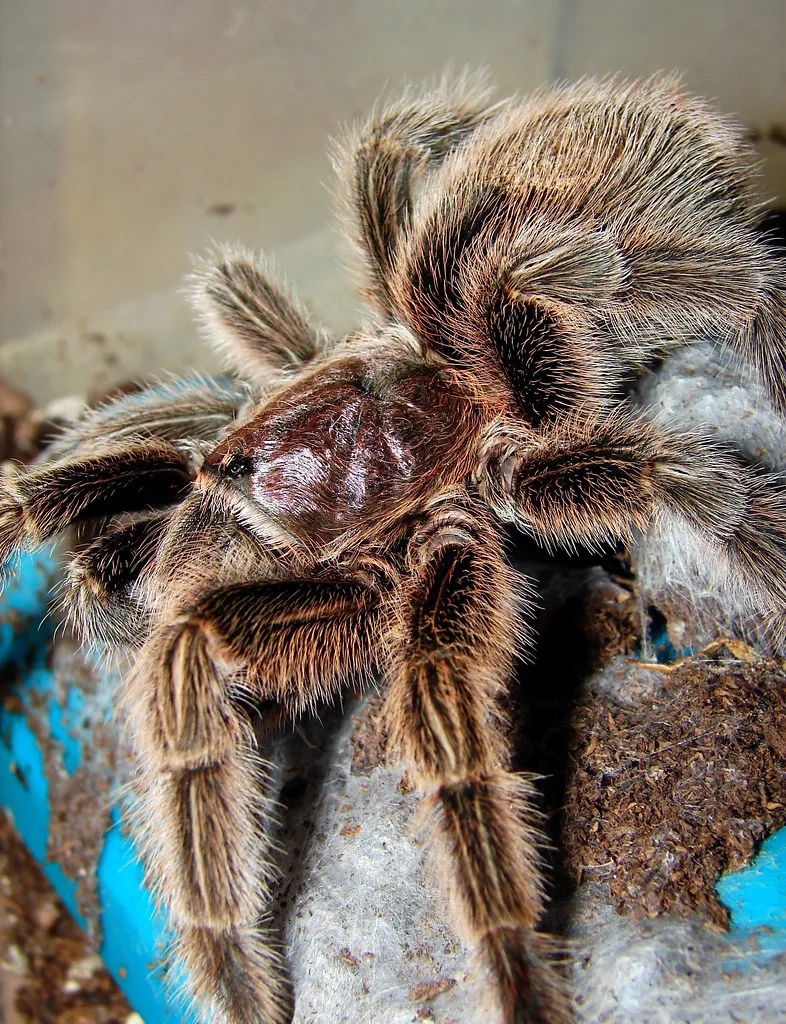 /img/19797-rose-hair-tarantula-enclosure.webp