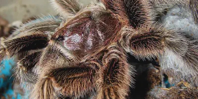 /img/19797-rose-hair-tarantula-enclosure.webp