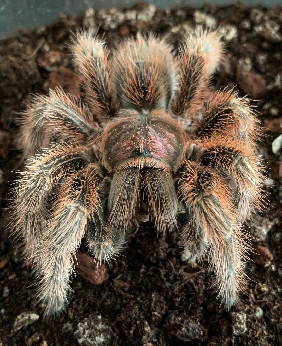 19797 rose hair tarantula health