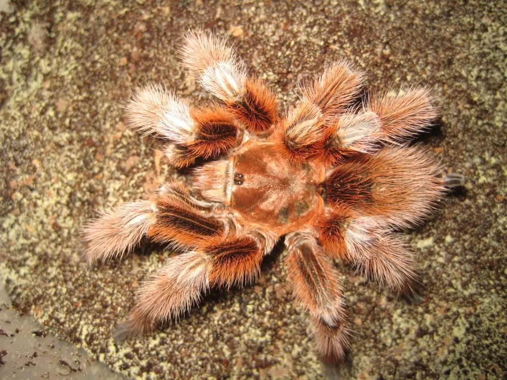19797 rose hair tarantula purchasing