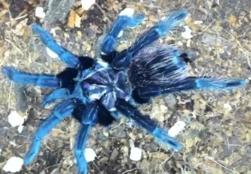 19800 giant blue bloom tarantula enclosure