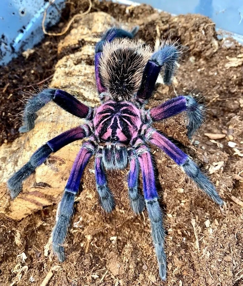 19800 giant blue bloom tarantula feeding