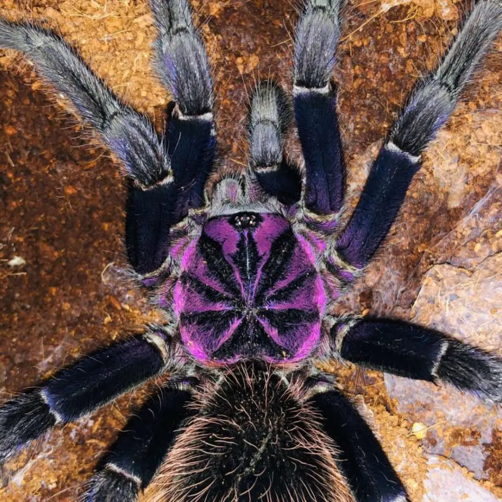 19800 giant blue bloom tarantula habitat