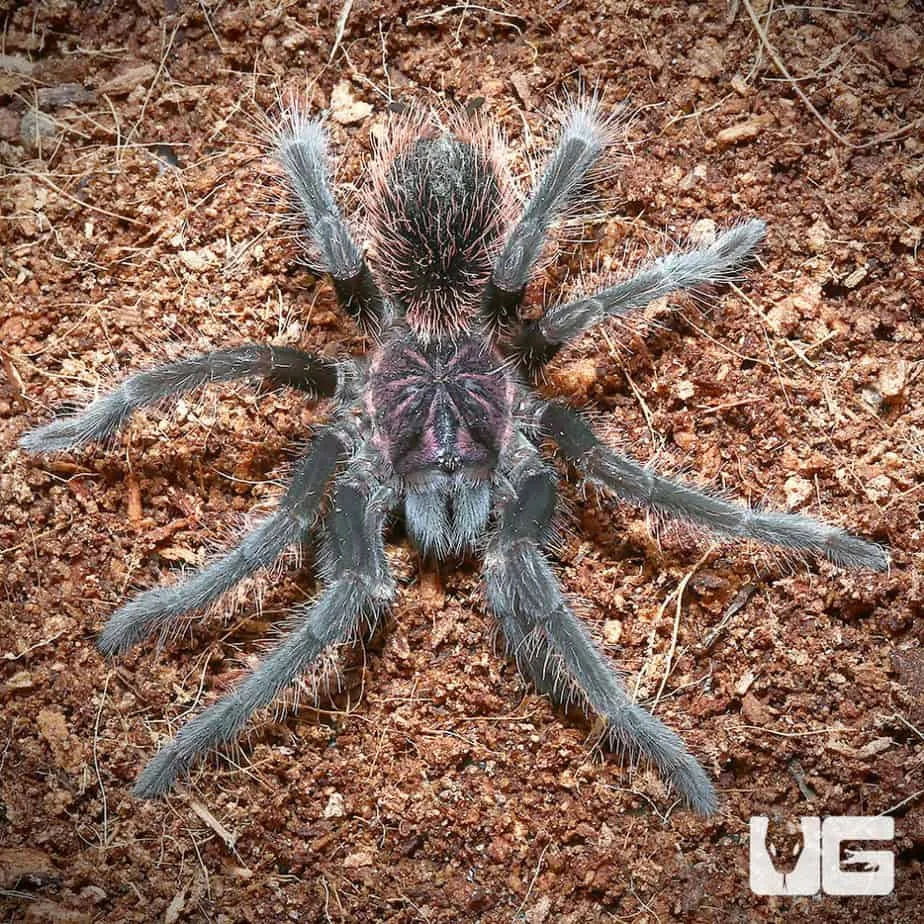 19800 giant blue bloom tarantula handling