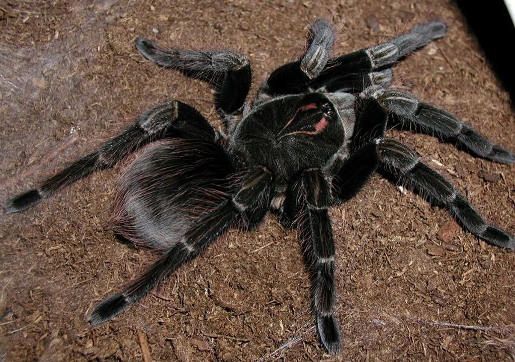 /img/19800-giant-blue-bloom-tarantula-molting.webp