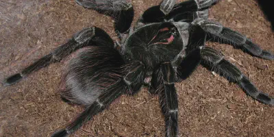 /img/19800-giant-blue-bloom-tarantula-molting.webp
