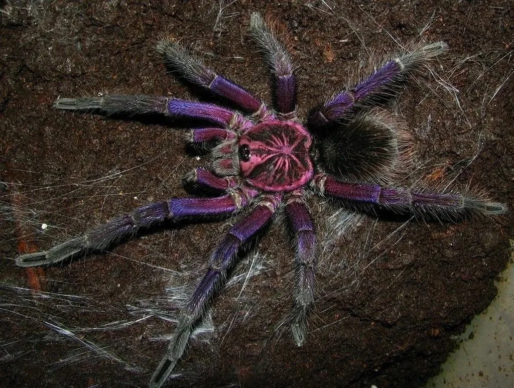 19800 giant blue bloom tarantula spiderlings
