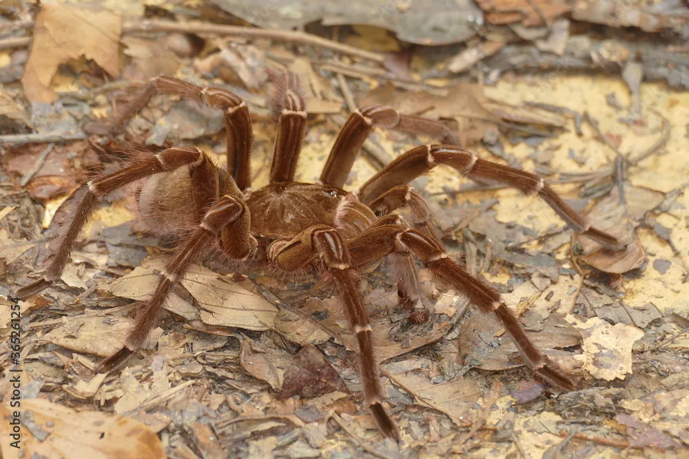 19802 goliath tarantula eating