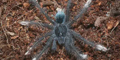 /img/19802-goliath-tarantula-lifespan.webp