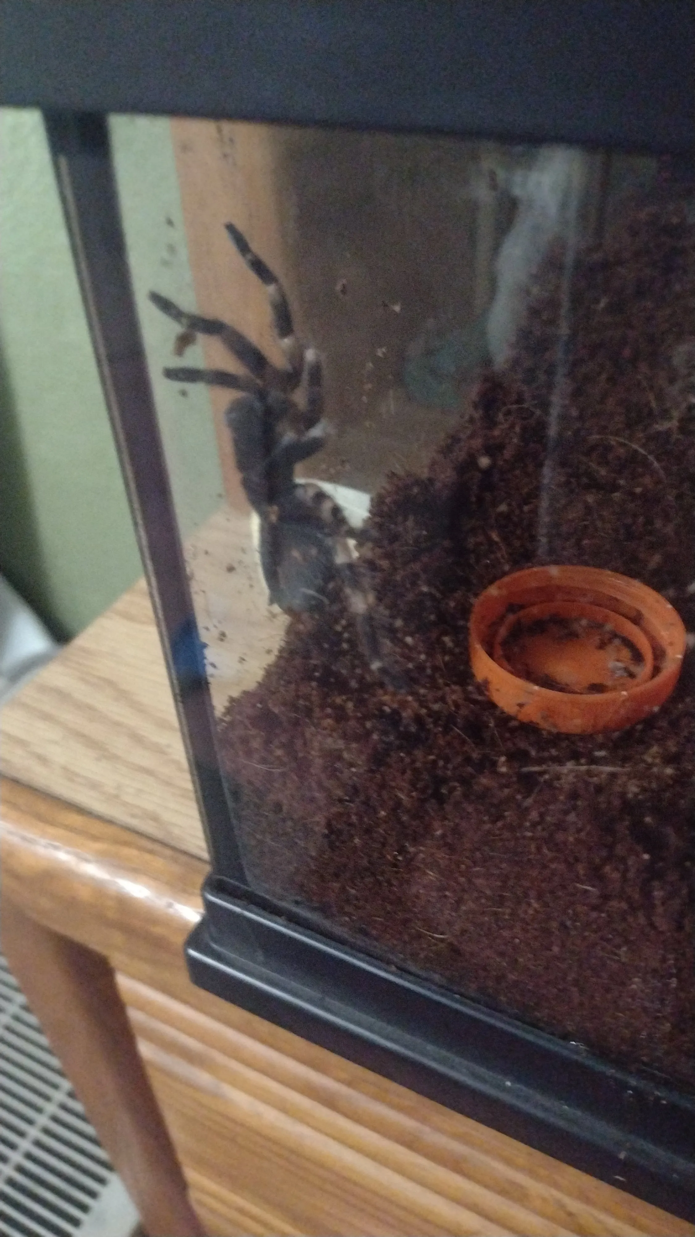 19803 tarantula climbing glass enclosure