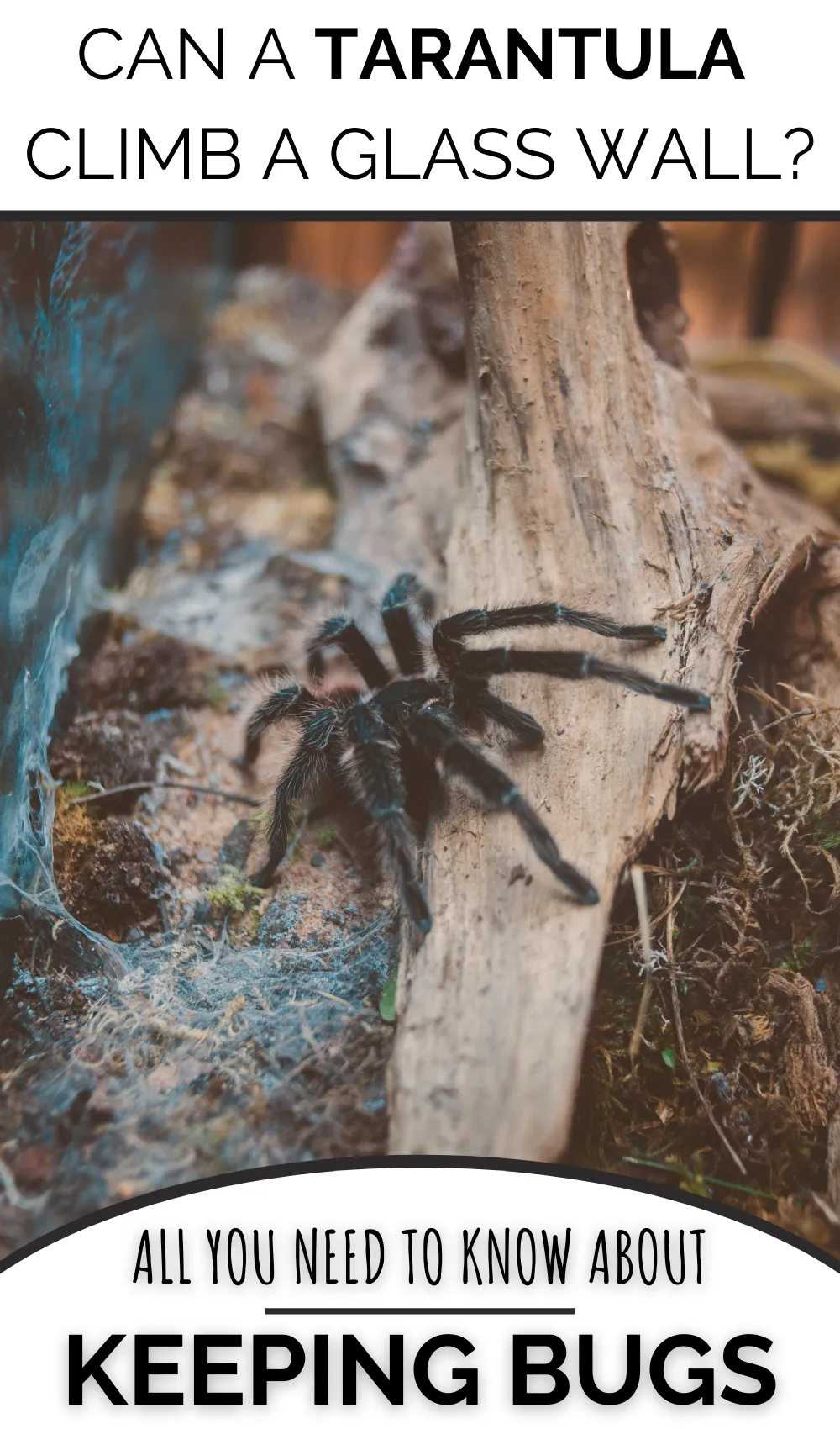 19803 tarantula stress indicators