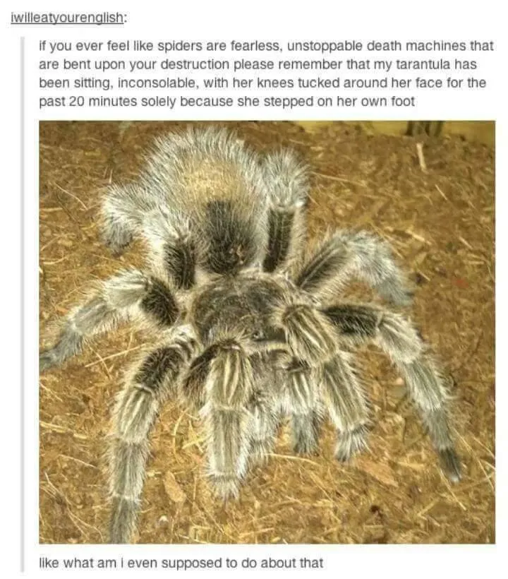 19804 tarantula closeup