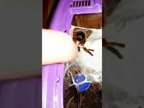 19804 wound cleaning