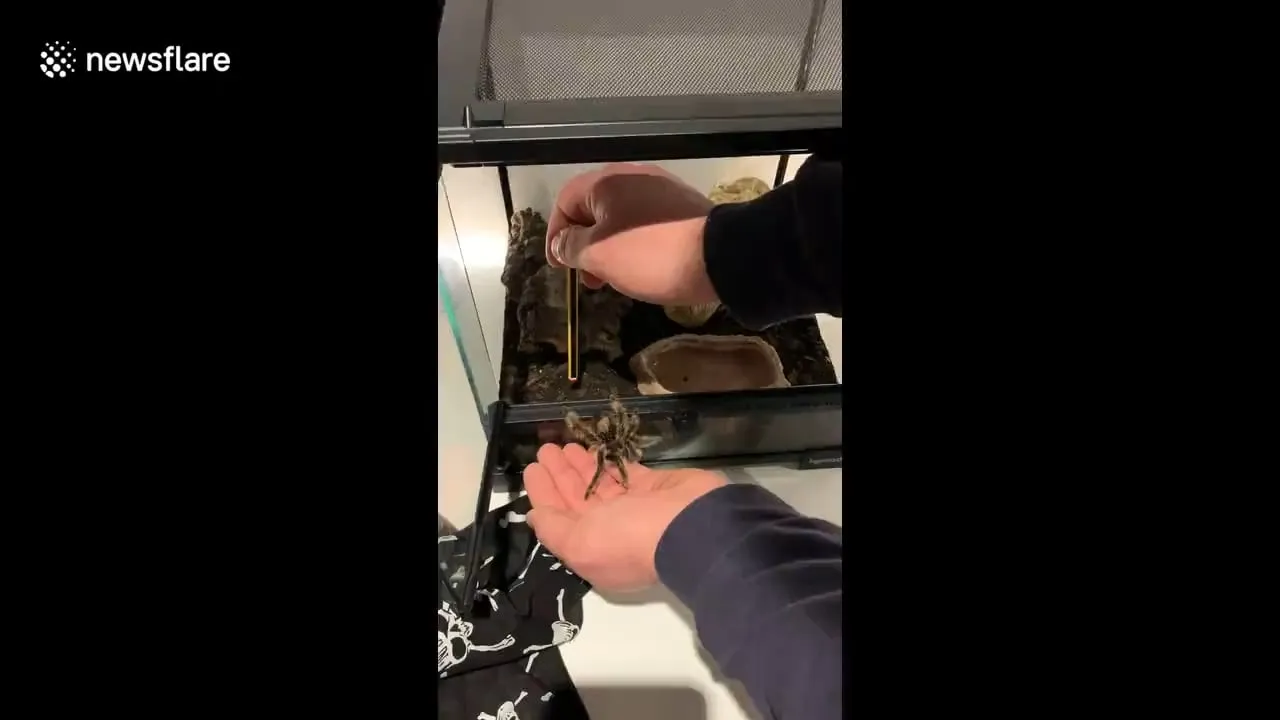 19805 tarantula feeding