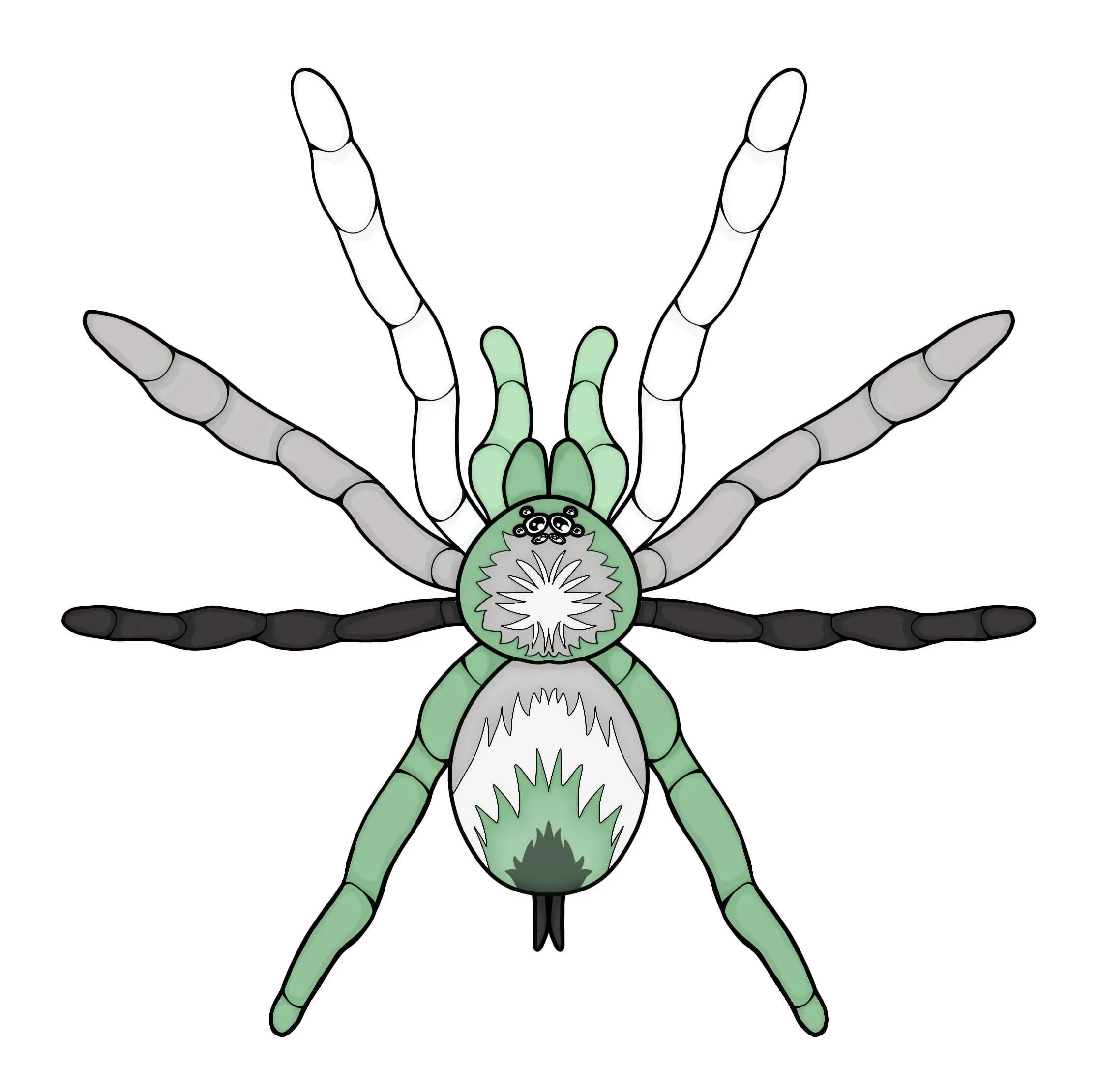 19805 tarantula habitat