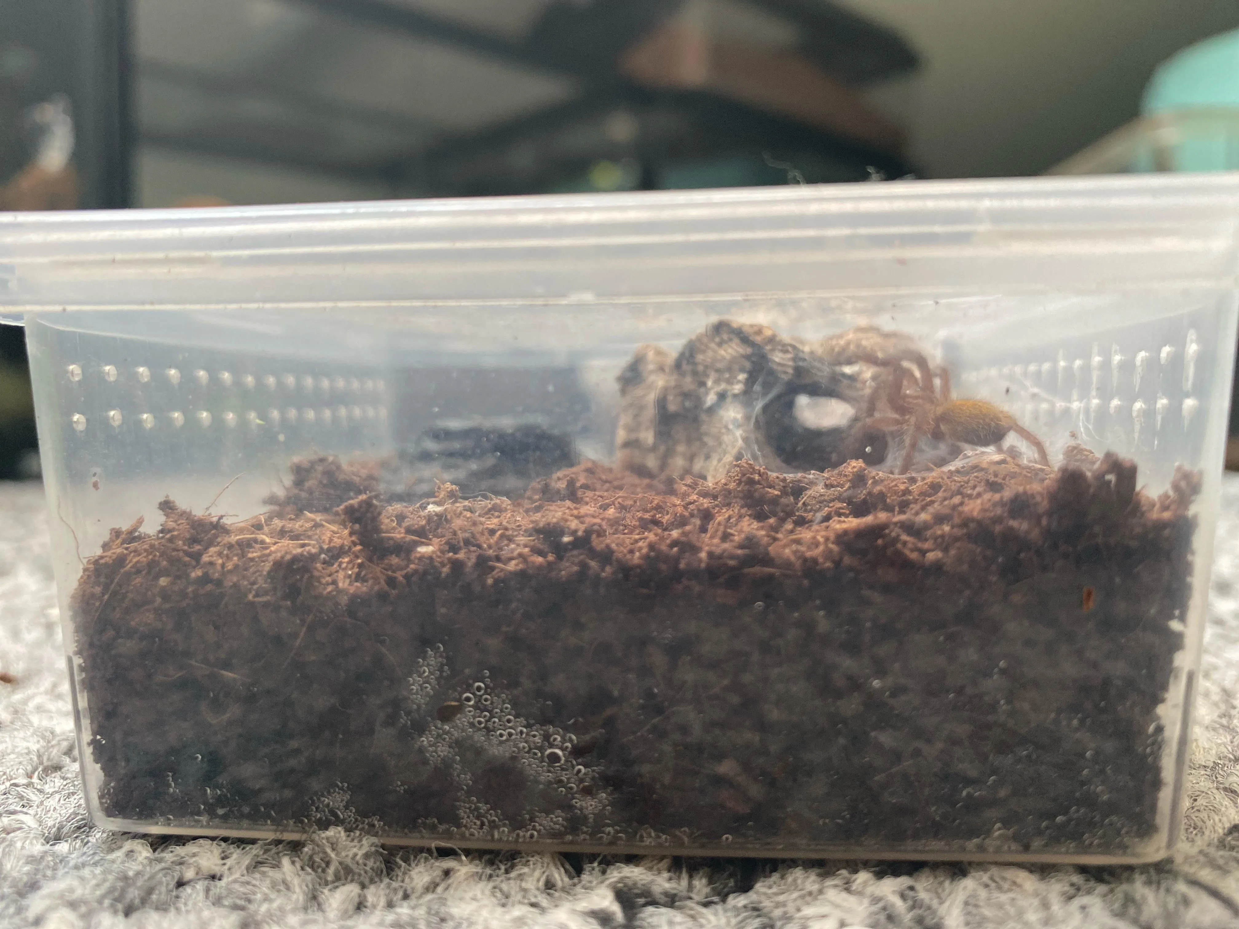 19805 tarantula handling