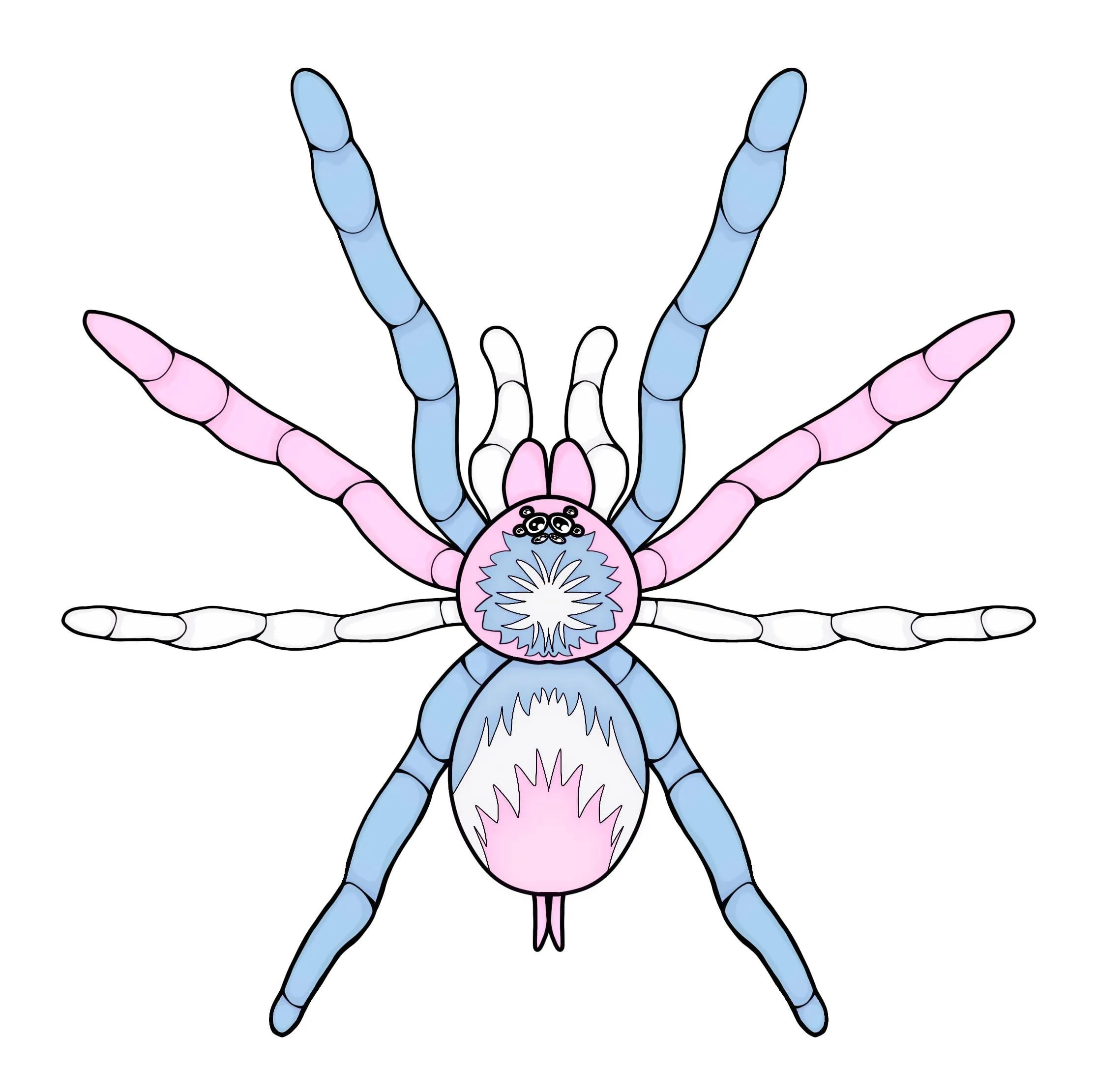 19805 tarantula in hand