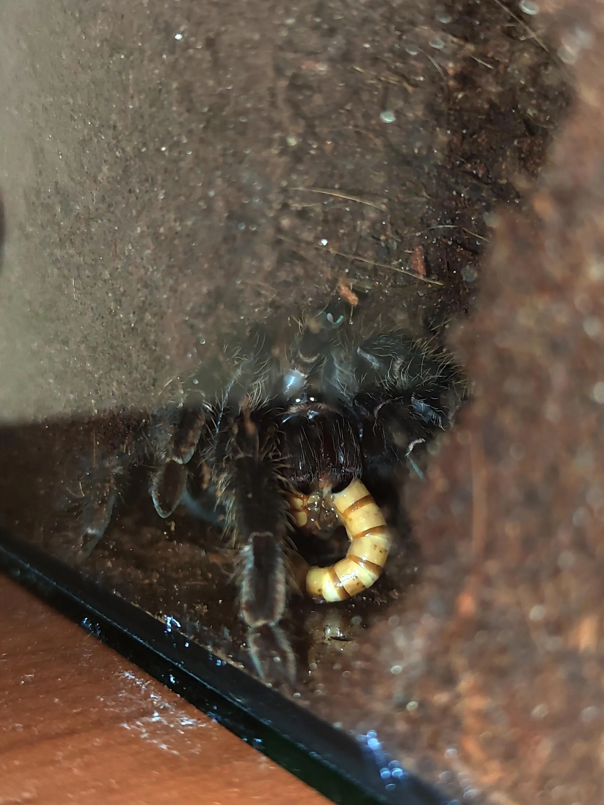 19805 tarantula molting