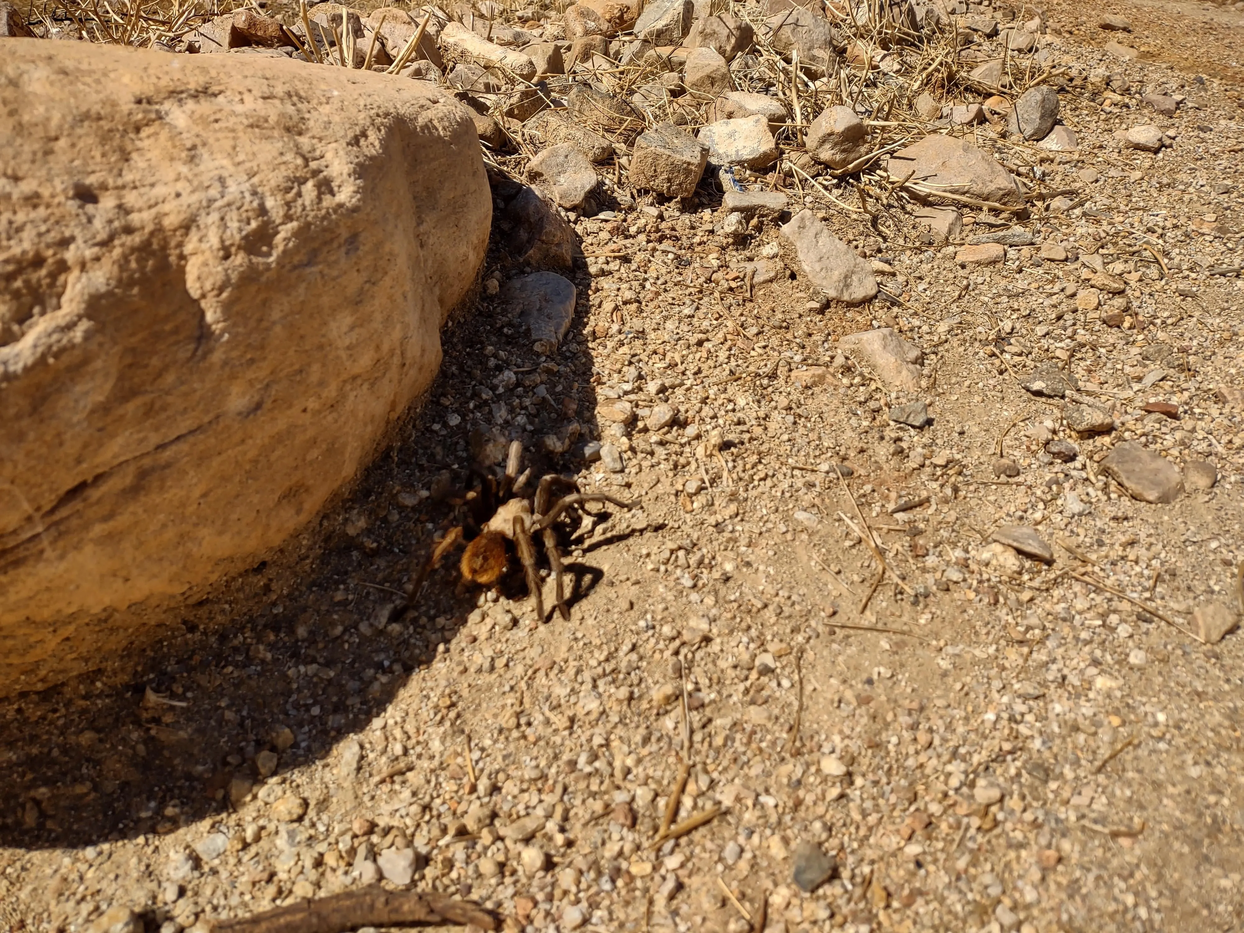 19805 tarantula species