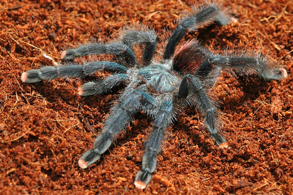 19806 virginia tarantula conservation