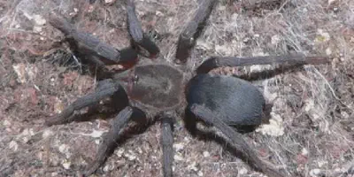 /img/19806-virginia-tarantula-facts.webp