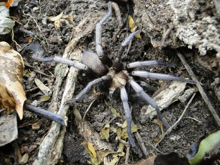 19806 virginia tarantula habitat