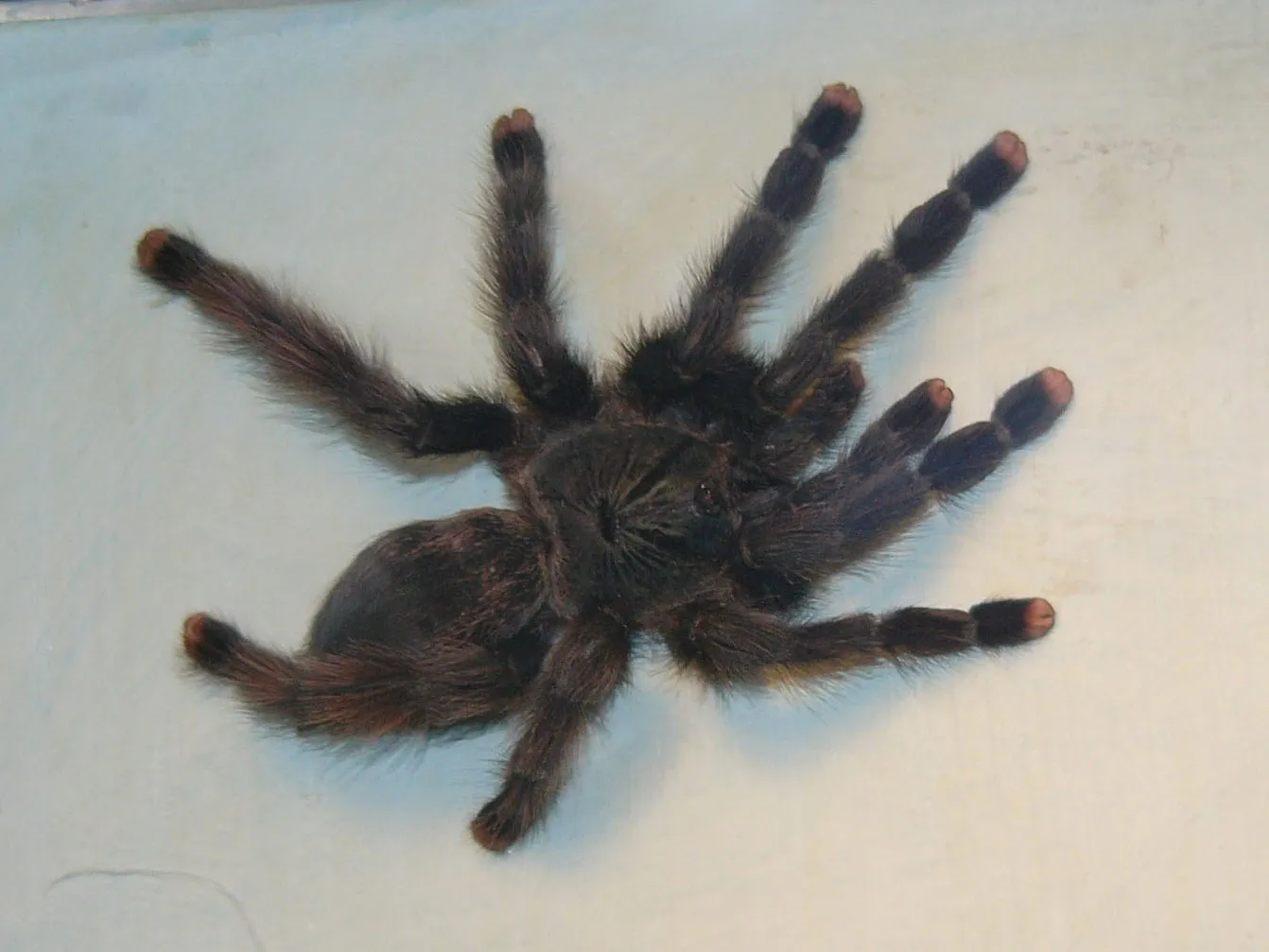 19806 virginia tarantula species
