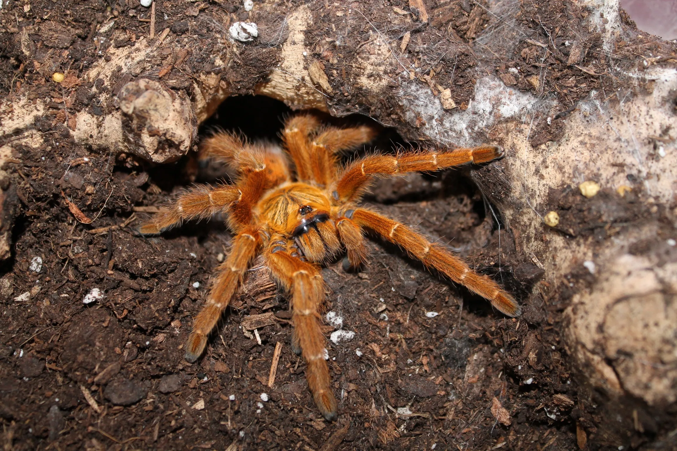 19808 tarantula breeding 5