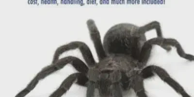 /img/19808-tarantula-breeding-8.webp