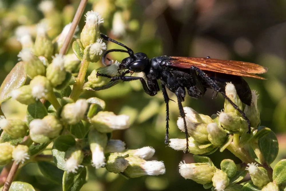 19809 tarantula hawk conservation