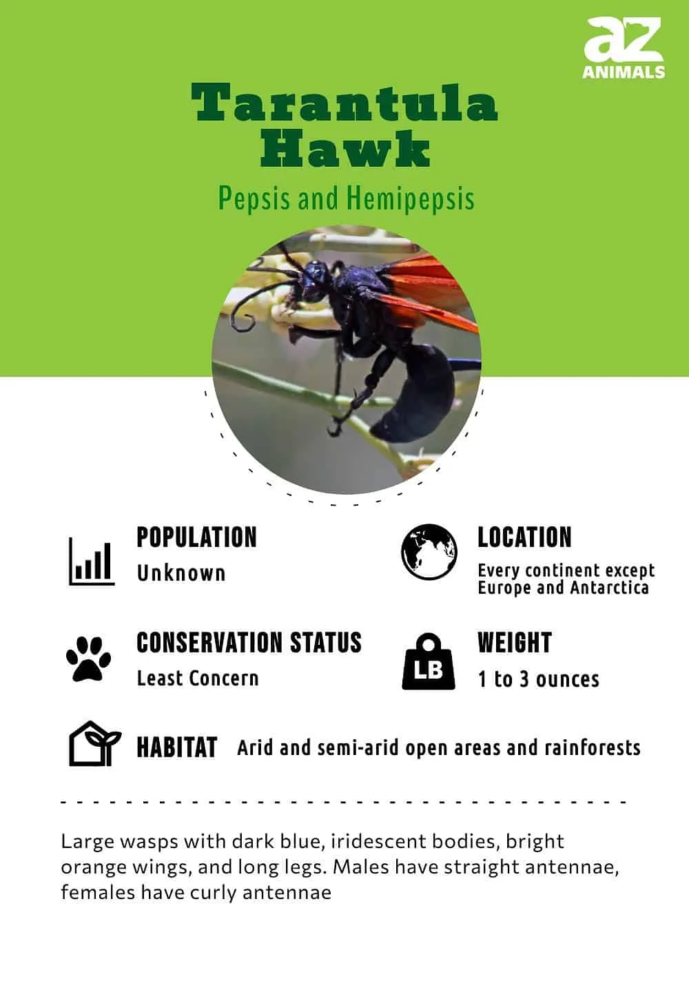 19809 tarantula hawk geographic range