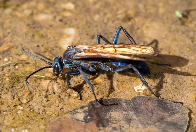 19809 tarantula hawk hunting