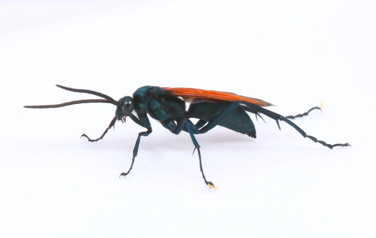 19809 tarantula hawk life cycle