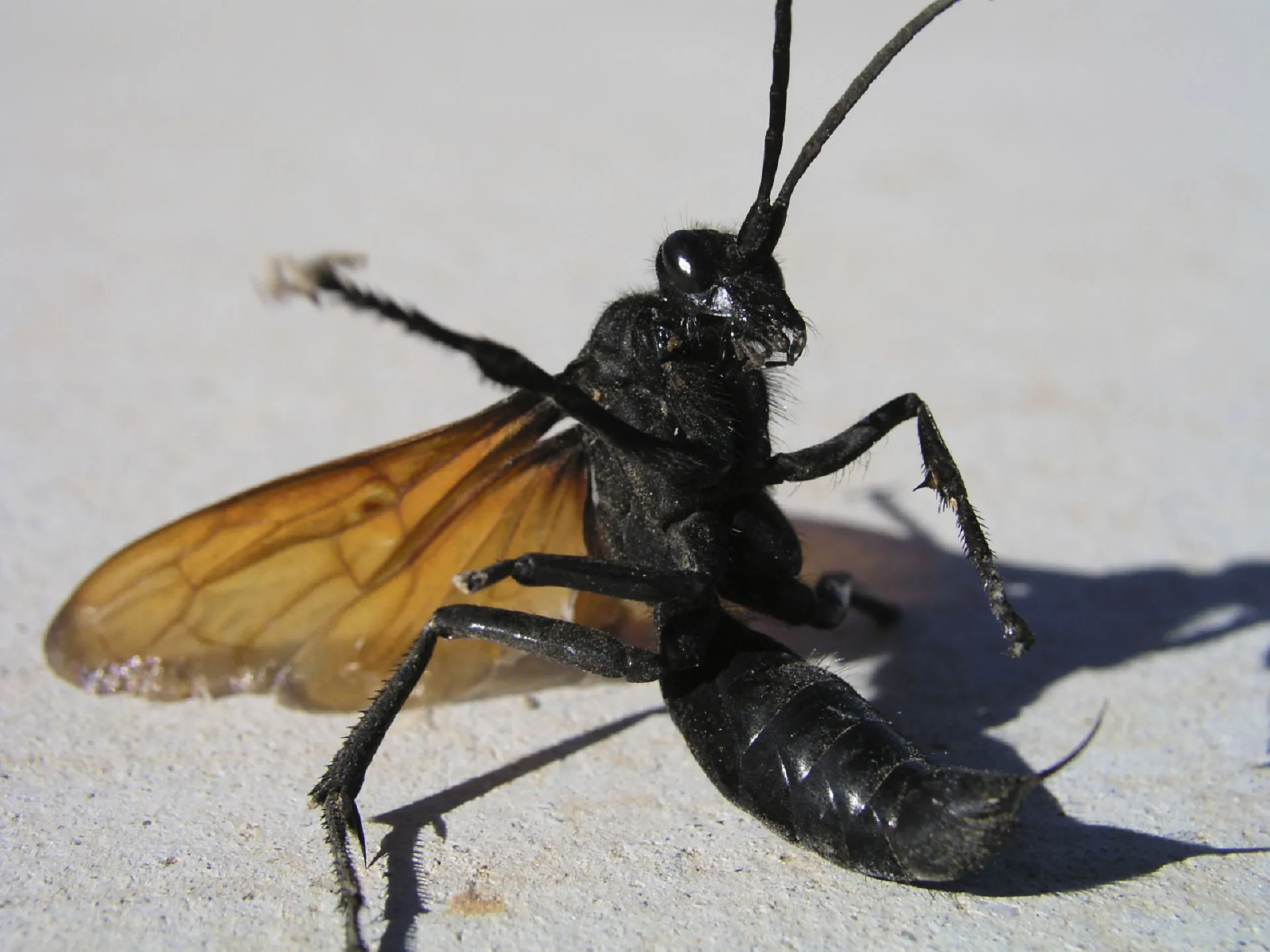 19809 tarantula hawk sting