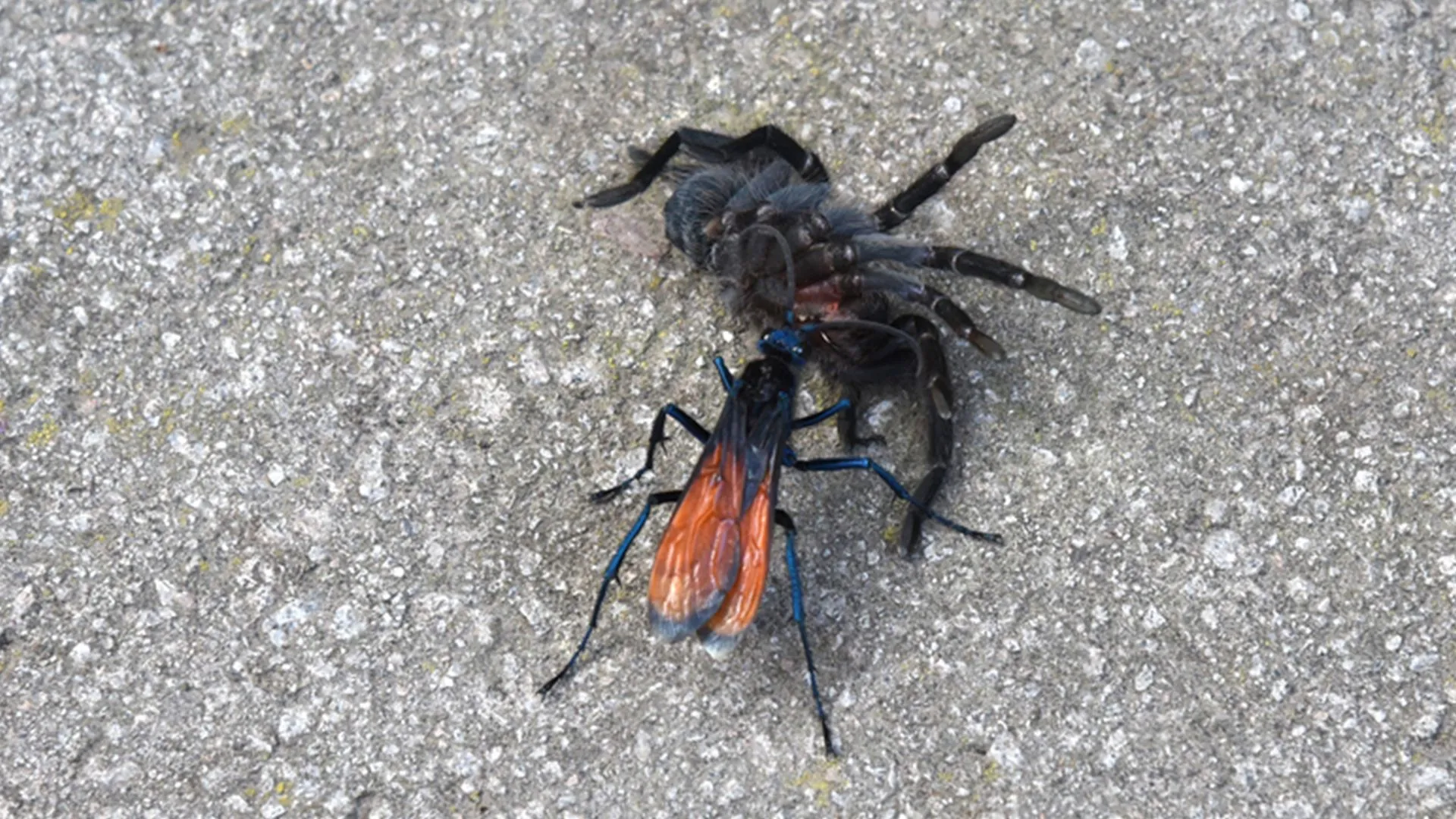 19810 tarantula hawk flying