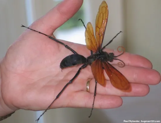 19810 tarantula hawk lifecycle