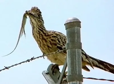 19810 tarantula hawk prey