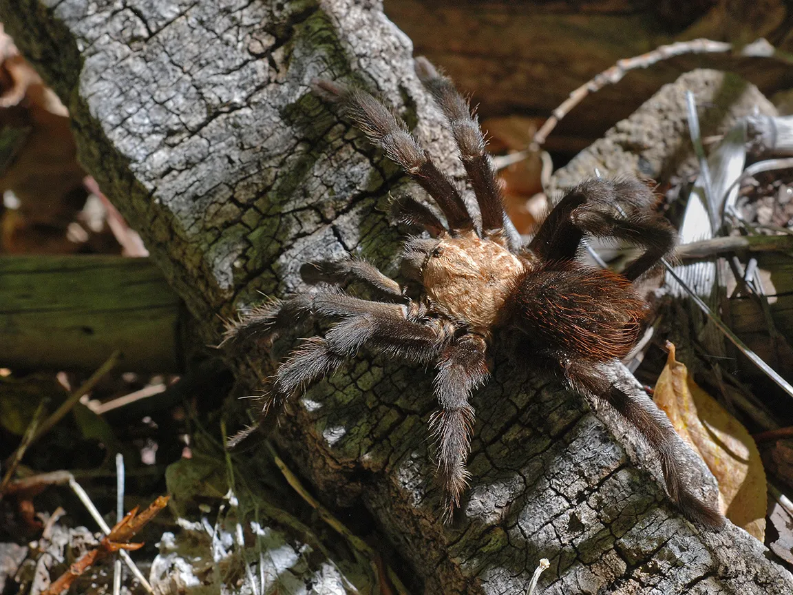 /img/19813-bahamian-tarantula-species.webp