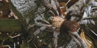 /img/19813-bahamian-tarantula-species.webp