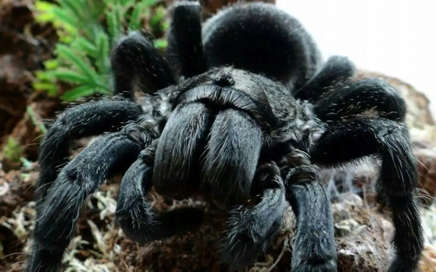 19813 tarantula conservation