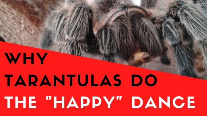 19814 tarantula defense posture