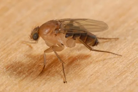 19816 infested tarantula