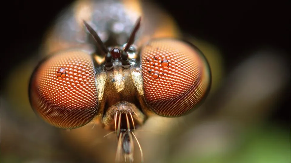 19816 phorid fly attack