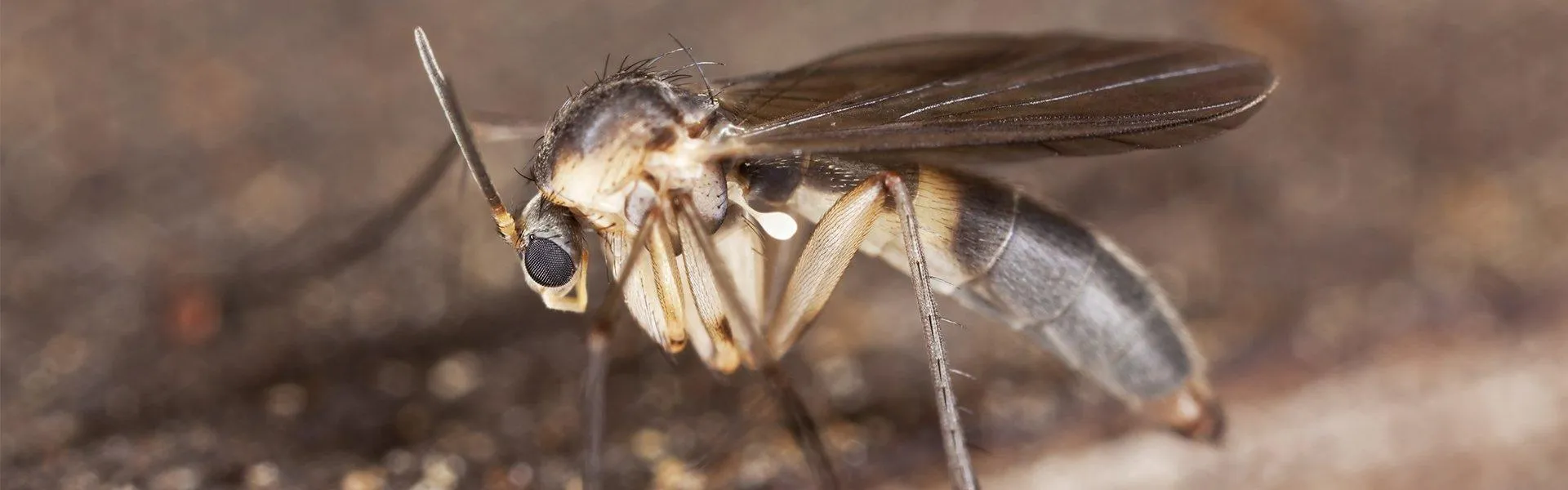 19816 tarantula habitat